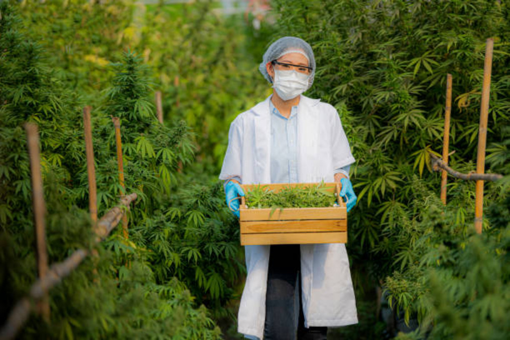 infusing Organic Cannabis 